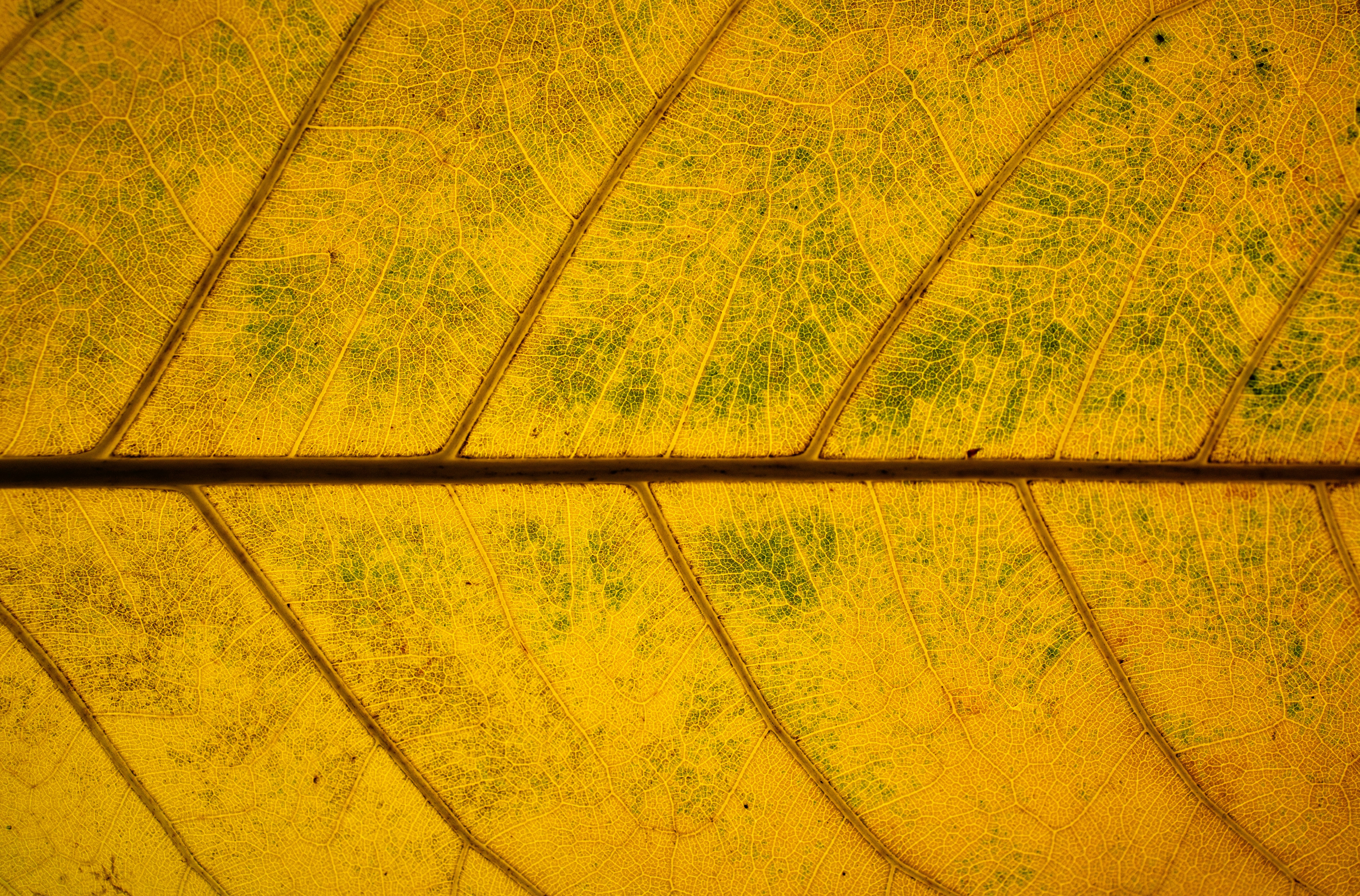 Photo by vinomamba24