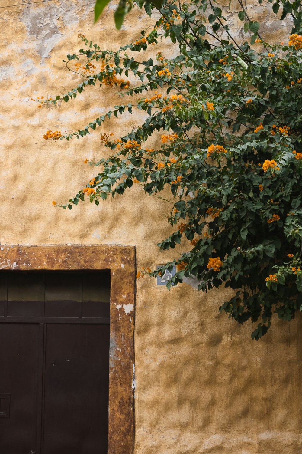 a yellow building with a black door and a tree