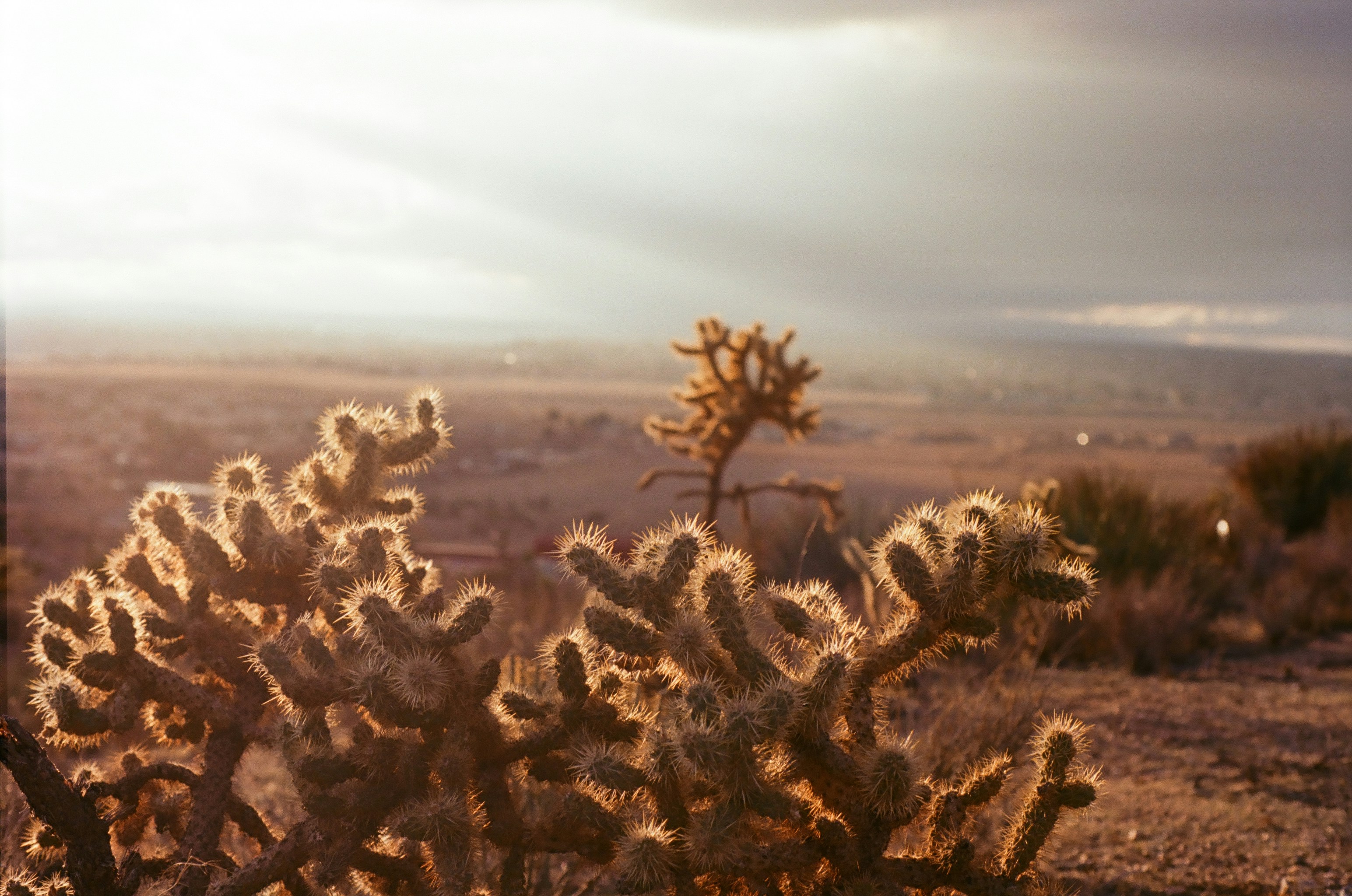 Photo by luisjlara343
