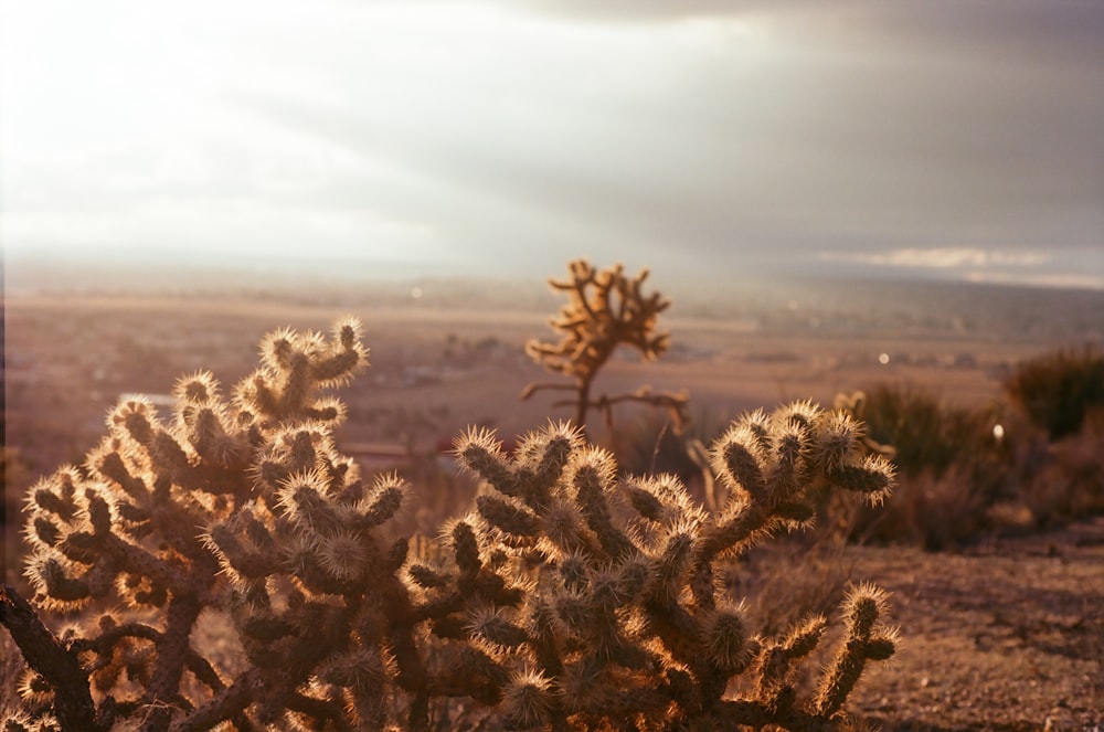 a cactus in the desert with the sun shining through the clouds