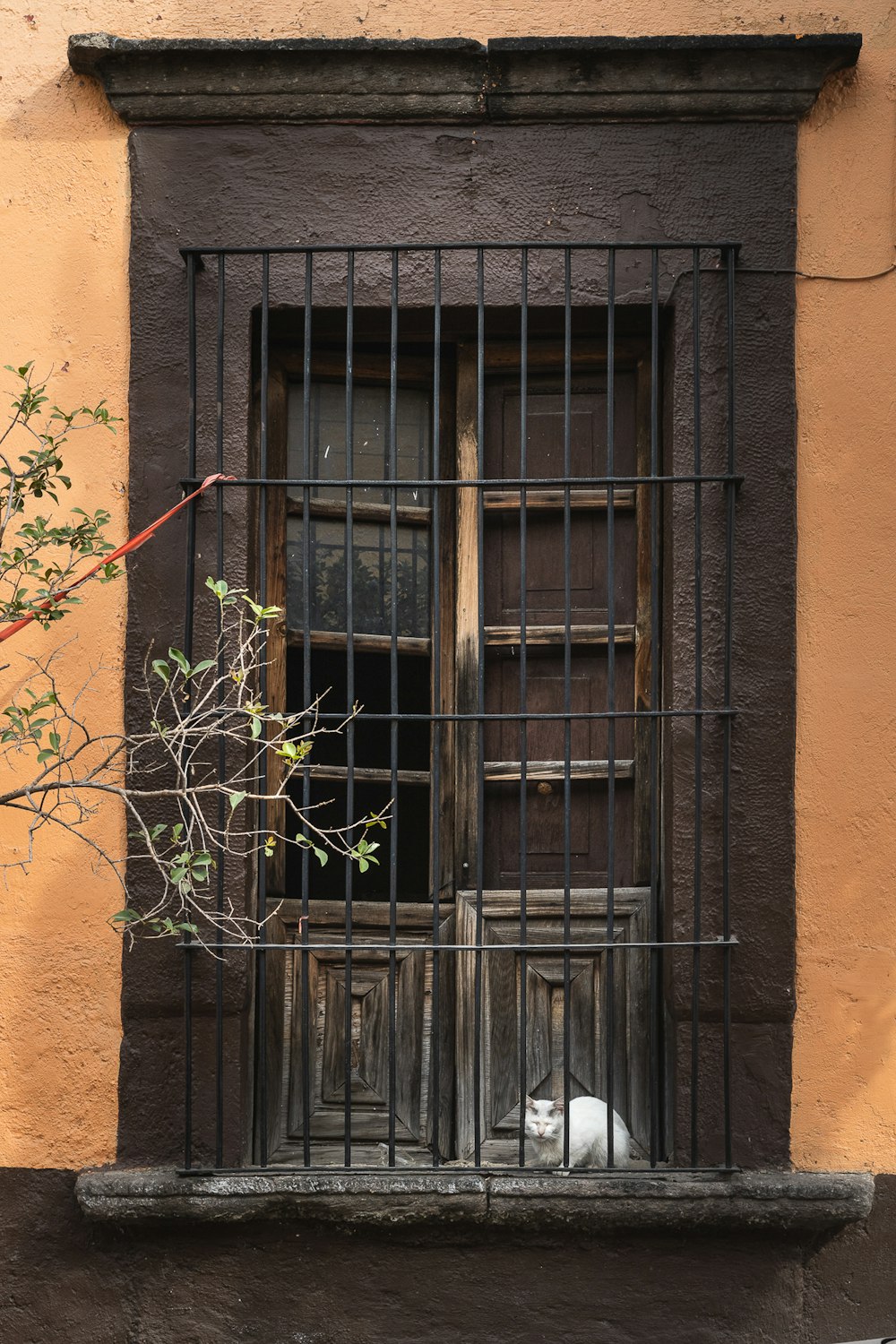a cat sitting in a window of a building