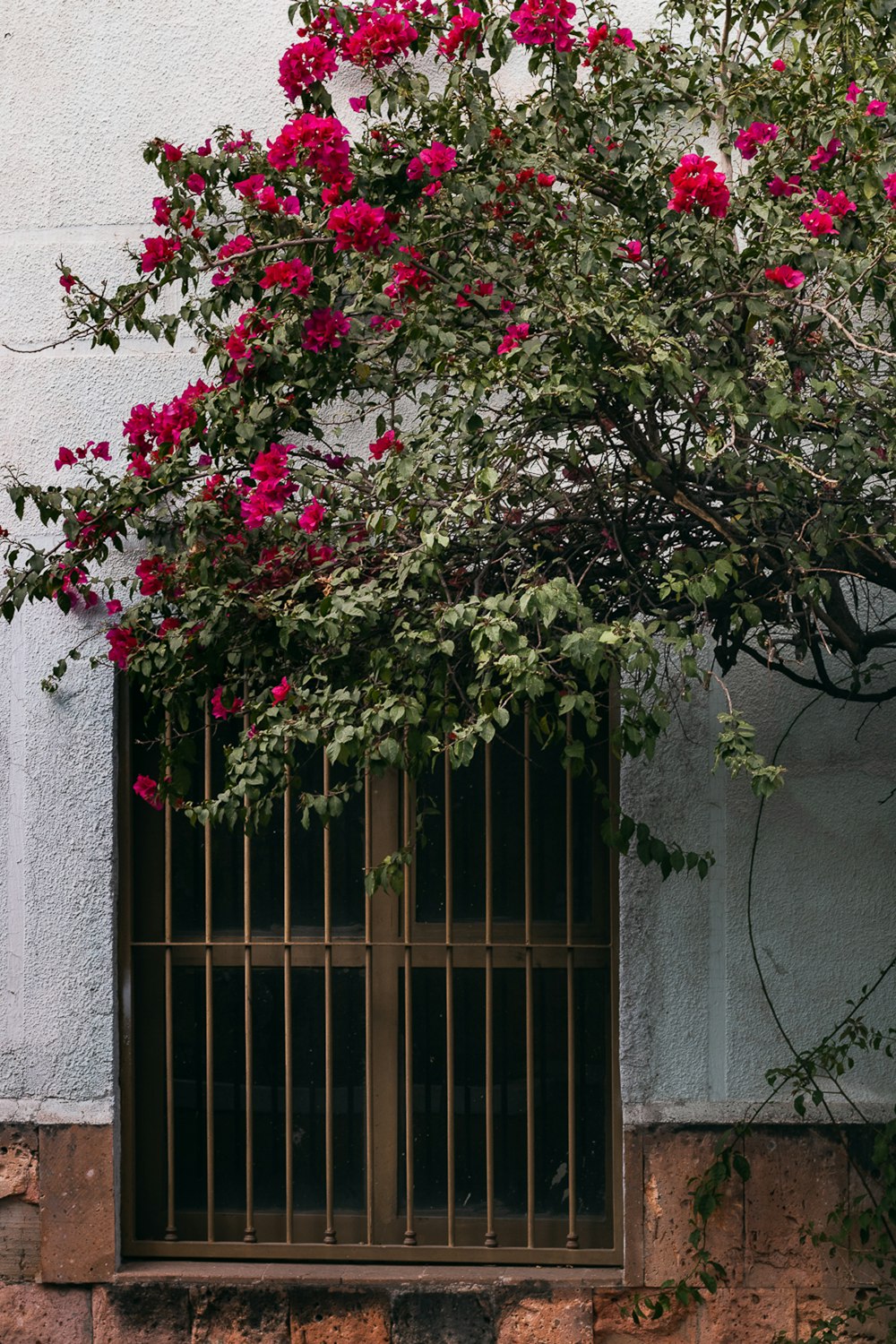 a window with bars and flowers on the outside of it