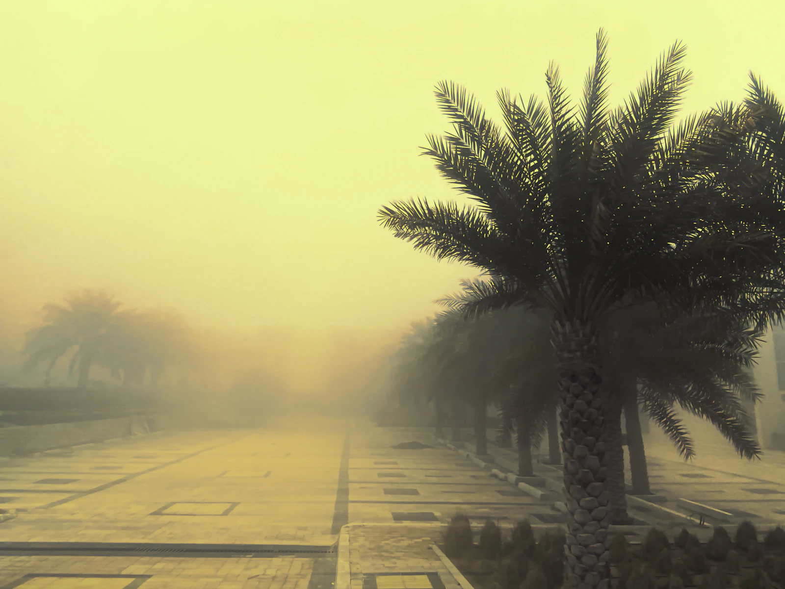 A palm-lined street disappearing into a thick dust haze