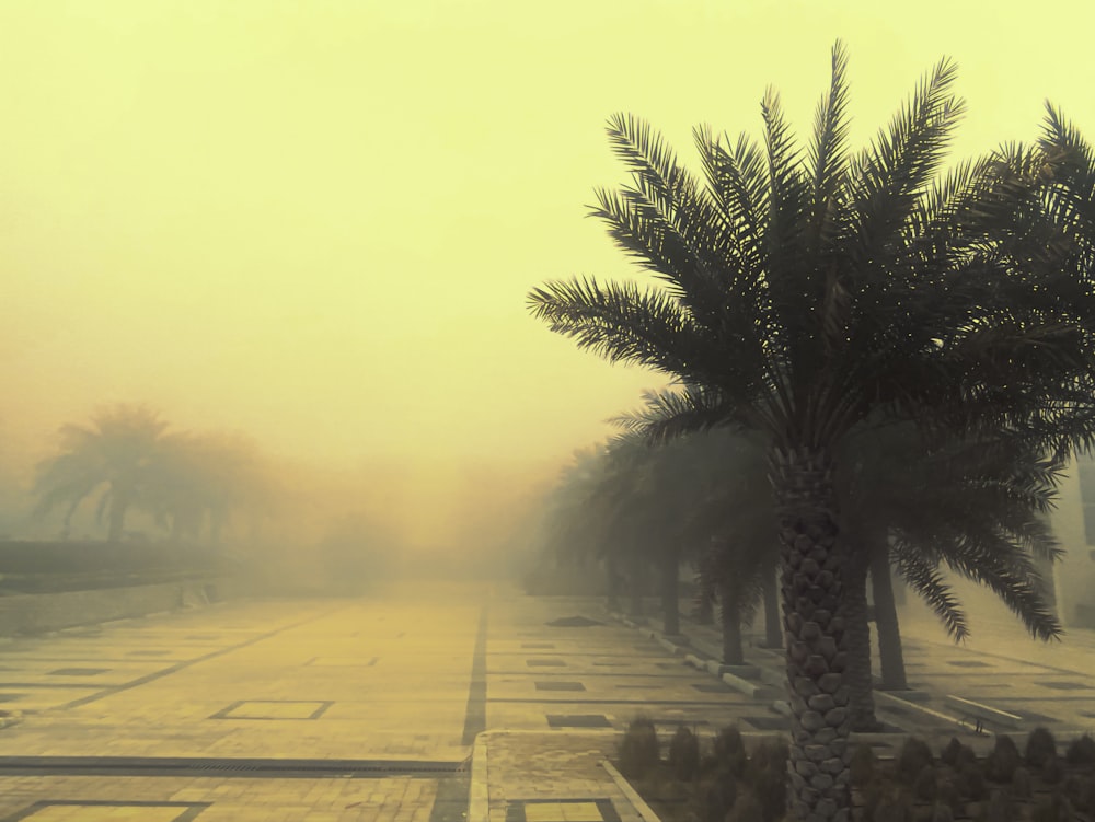 a foggy street with a palm tree in the foreground