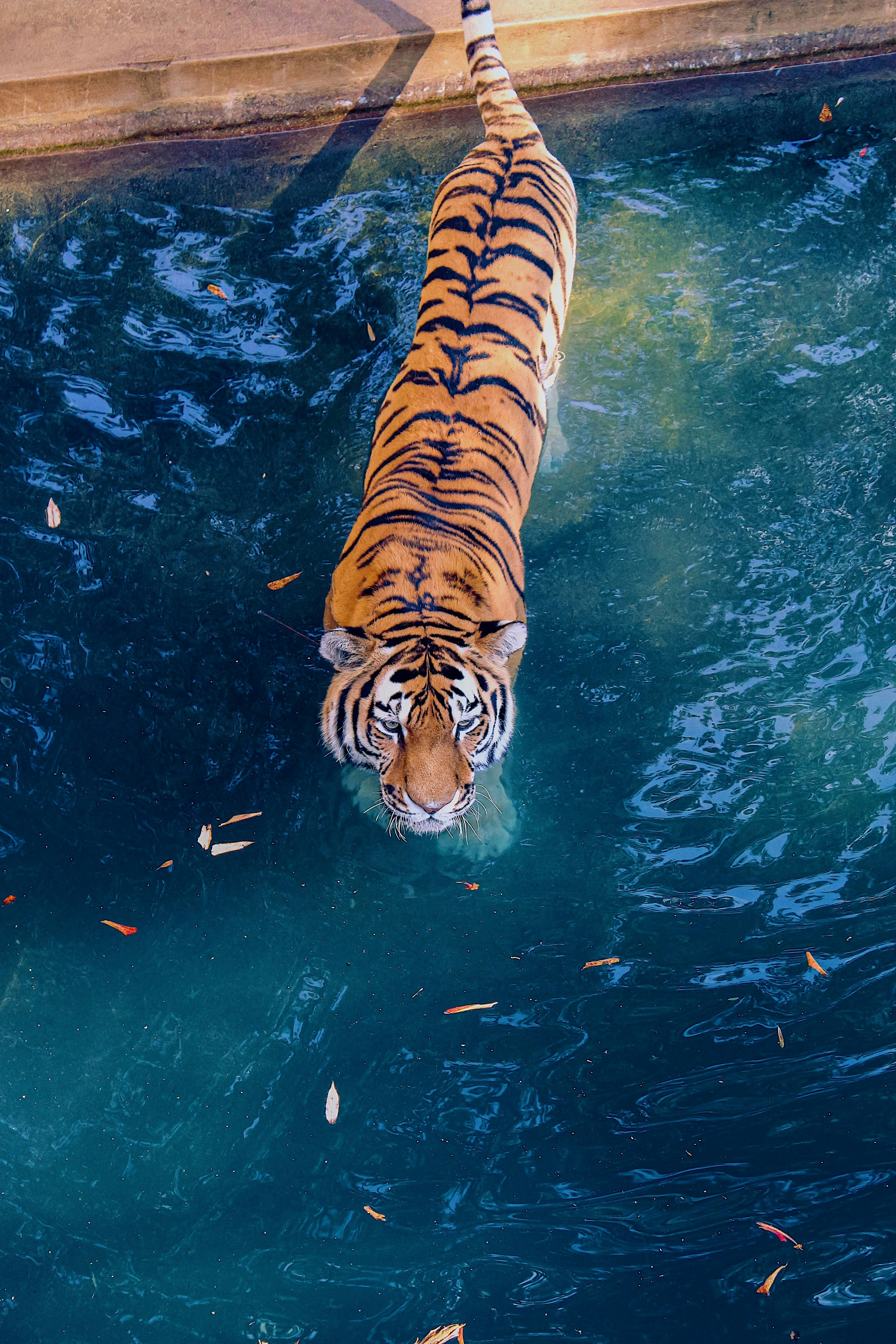 A tiger swimming in a pool of water photo – Free Usa Image on Unsplash