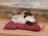 A realistic plush cat toy rests on a small, checkered red and green cushion. The toy cat appears fluffy, with a mix of white and brown fur and a serene, closed-eye expression. The setting is indoors, likely on a wooden surface, and the background is blurred, focusing attention on the toy.