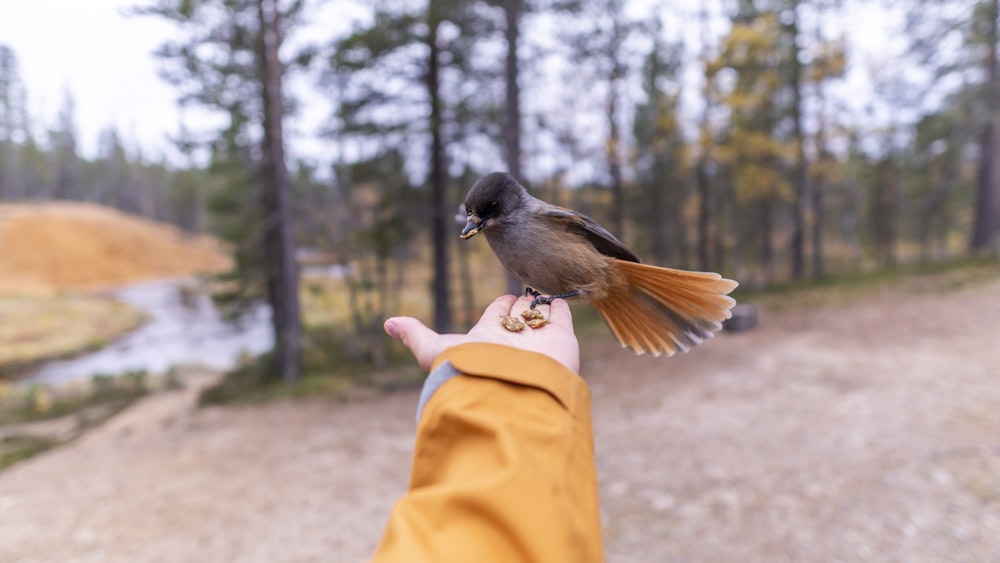 a close up of a bird