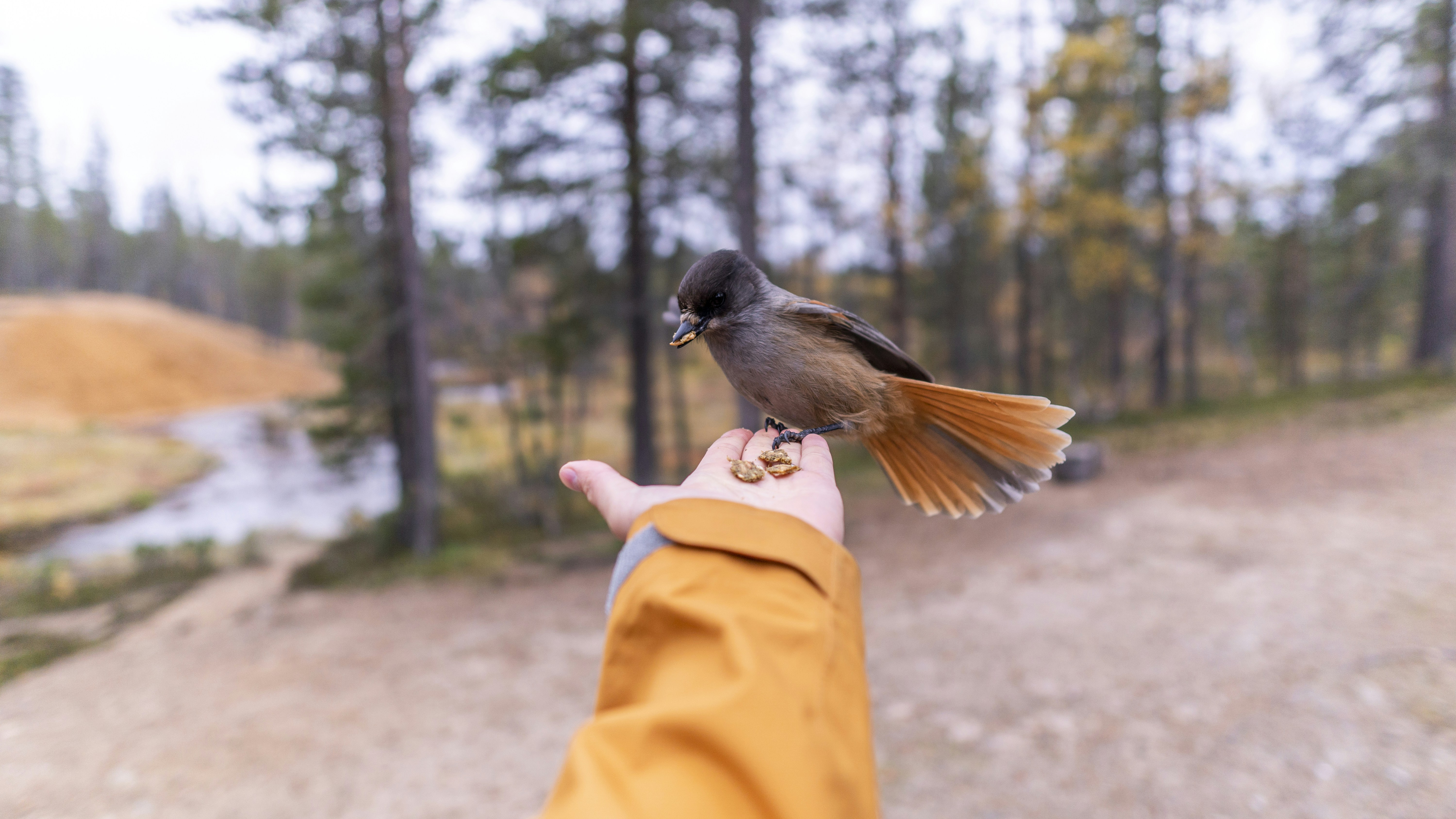 Feeding a Siberian Jay in the UKK National Park.