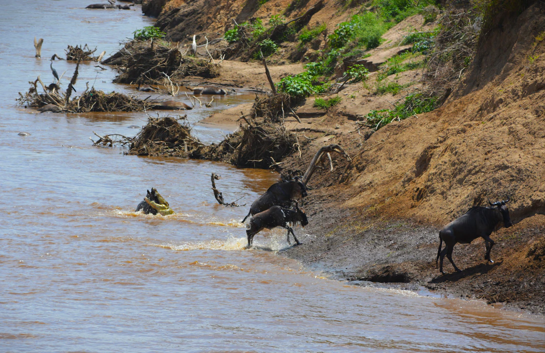 A herd of wildebeest plunging across a river during the great migration in the Masai Mara