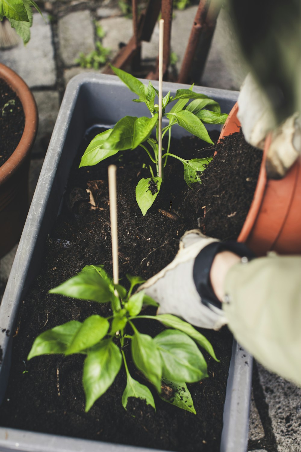 a person holding a potted plant in their hand