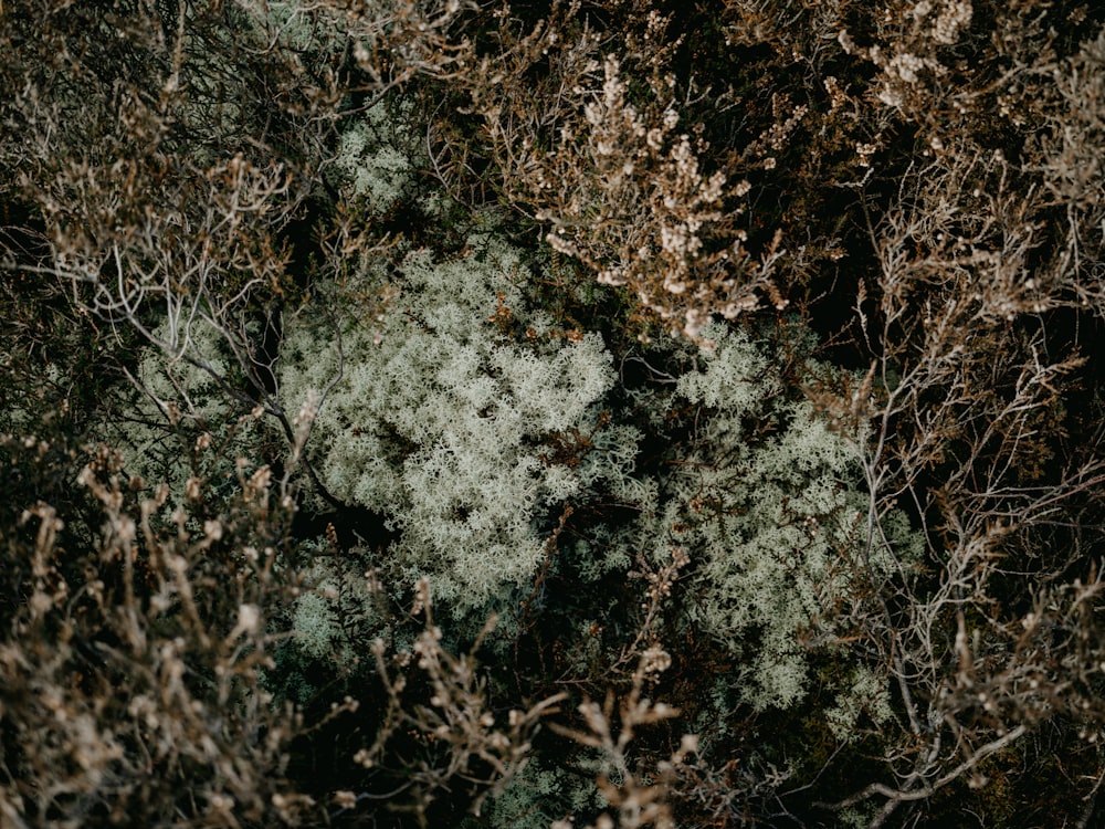 a close up of a patch of grass with trees in the background