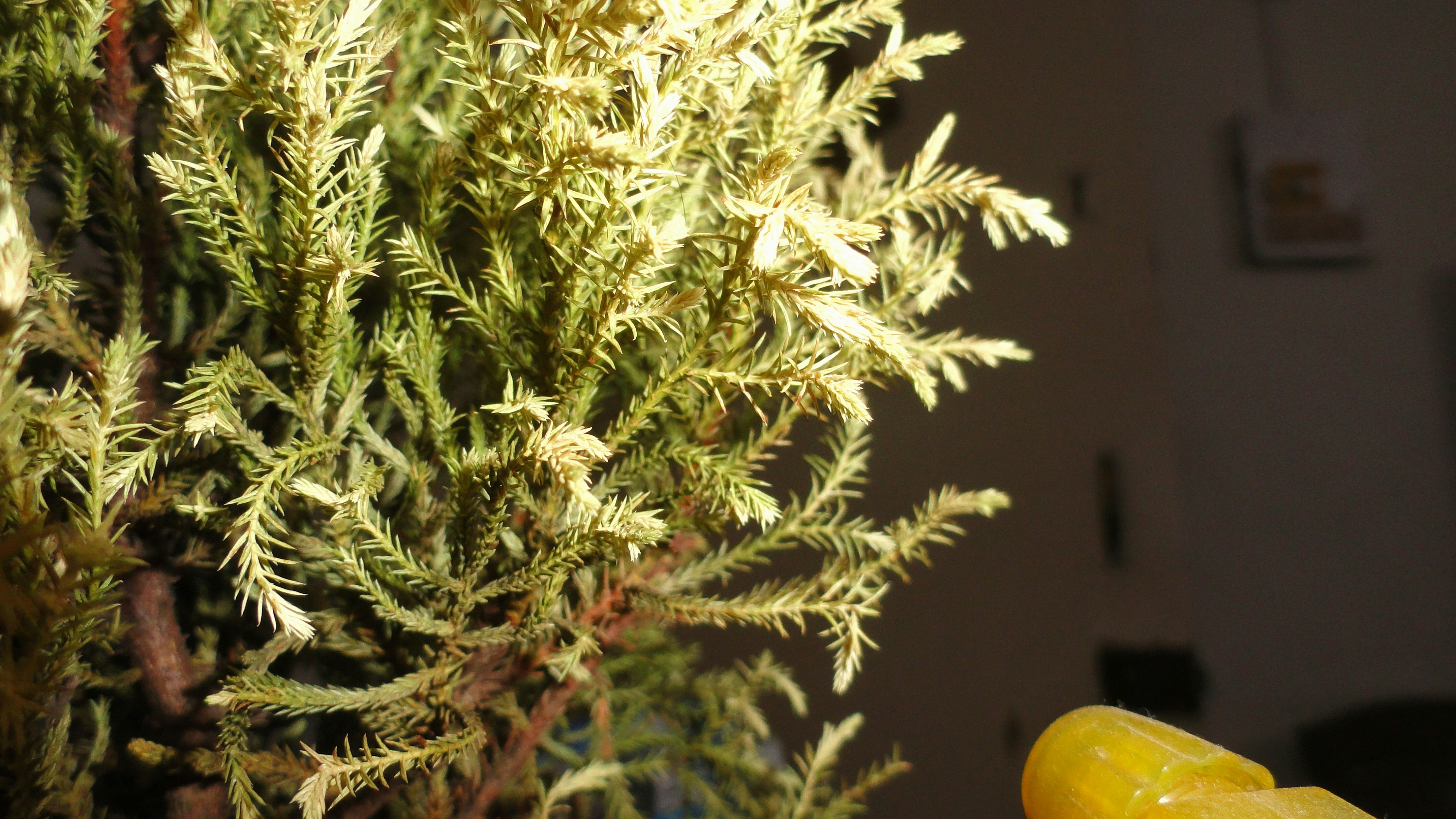 Photo by salmon_skin_roll_