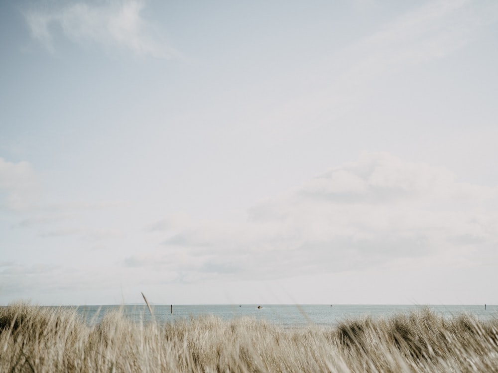 a field of tall grass with the ocean in the background