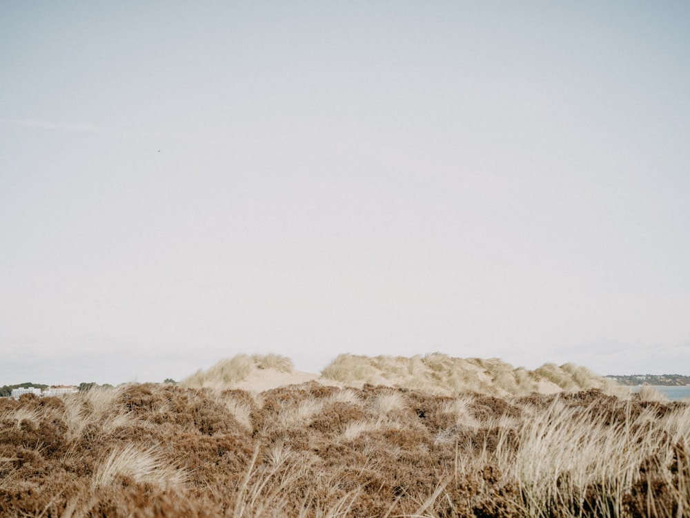 a field of dry grass with a blue sky in the background