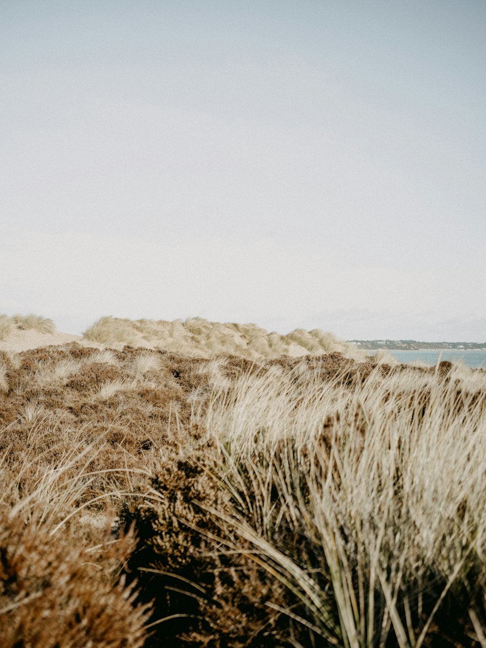 a field of grass with a body of water in the background