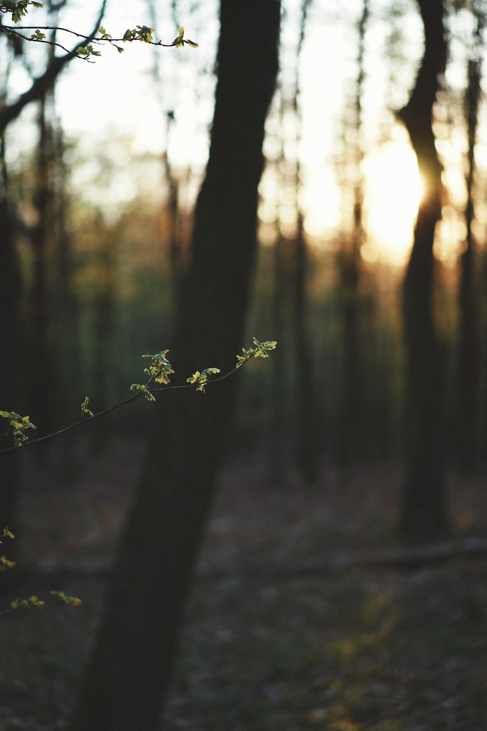 the sun is shining through the trees in the woods