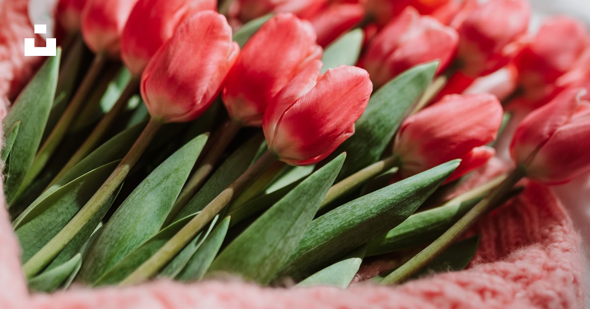 Un bouquet de tulipes rouges dans un panier tricoté photo – Photo ...