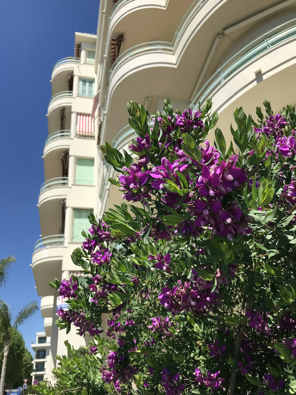 purple flowers are blooming in front of a building