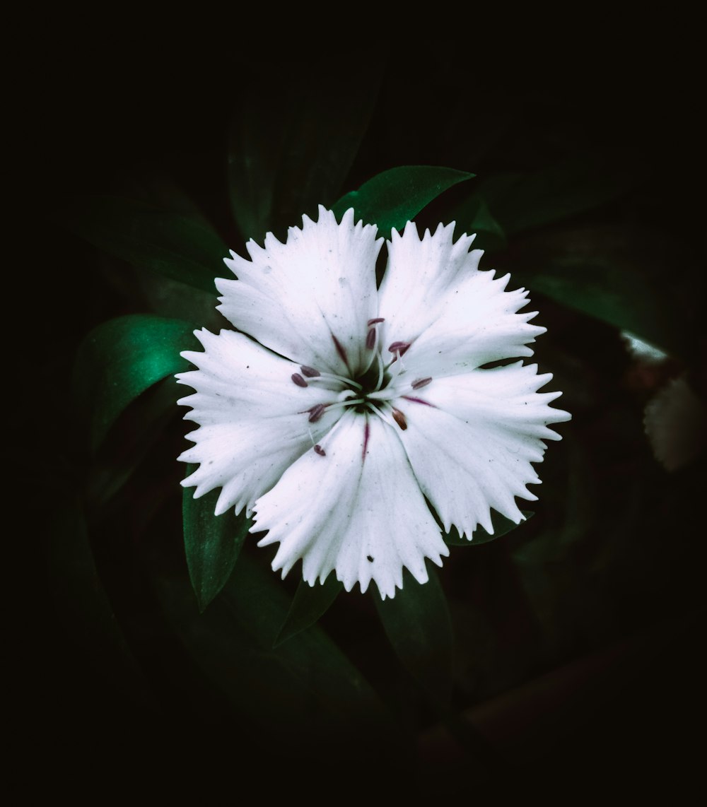 a white flower with green leaves in the background