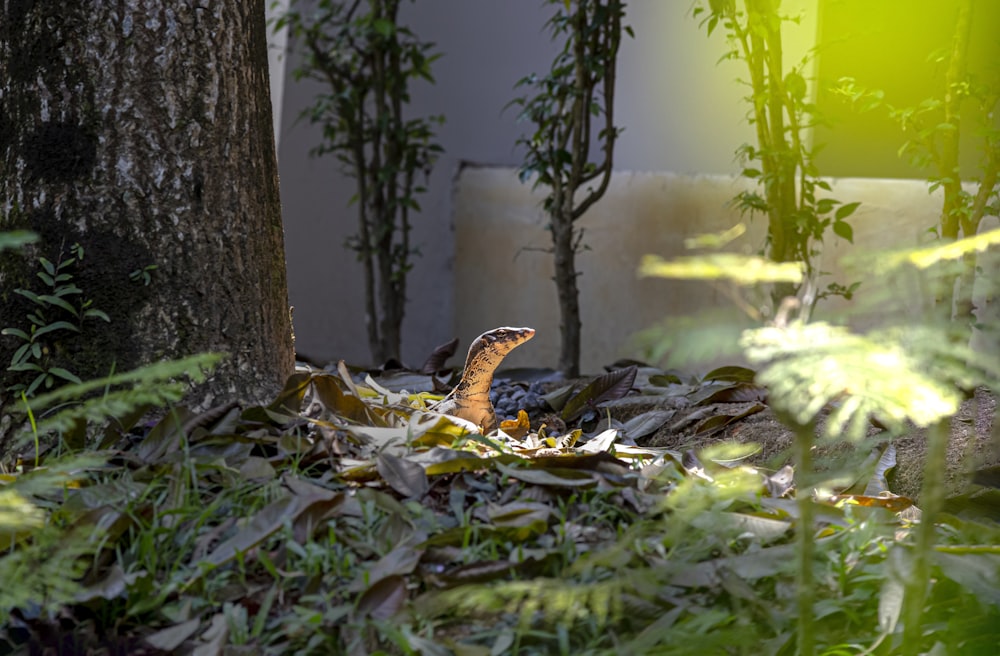 a brown and black bird sitting on top of a pile of leaves