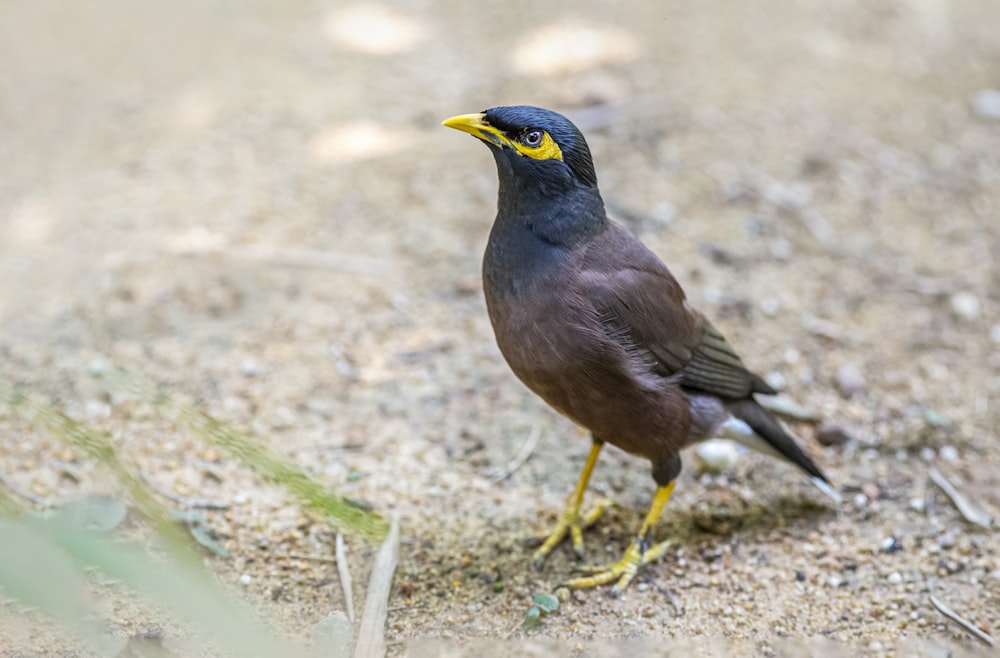 a black bird with a yellow beak standing on the ground