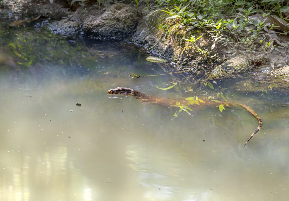 uma cobra está nadando em uma lagoa de água