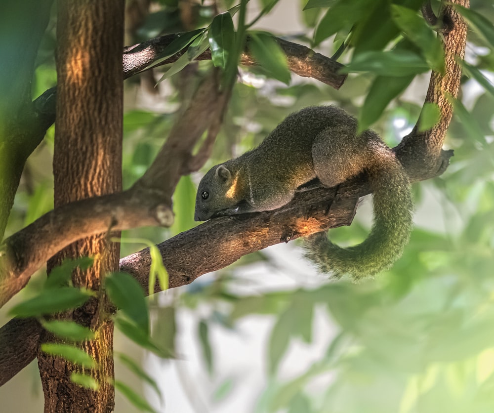 Un pequeño animal sentado en la parte superior de la rama de un árbol