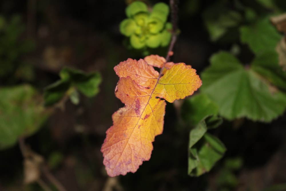 a leaf that is sitting on a branch