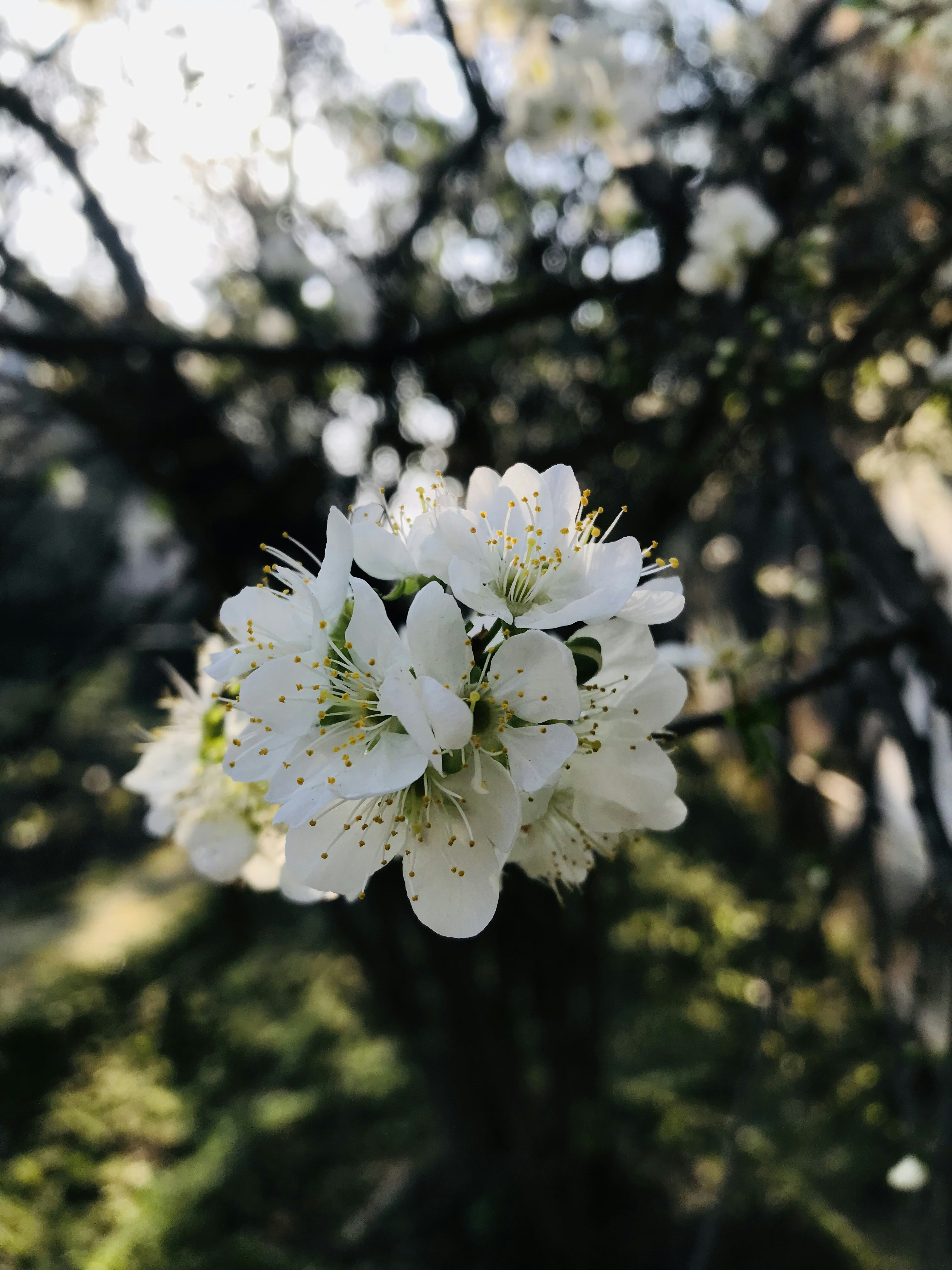 a cluster of white flowers in front of a tree