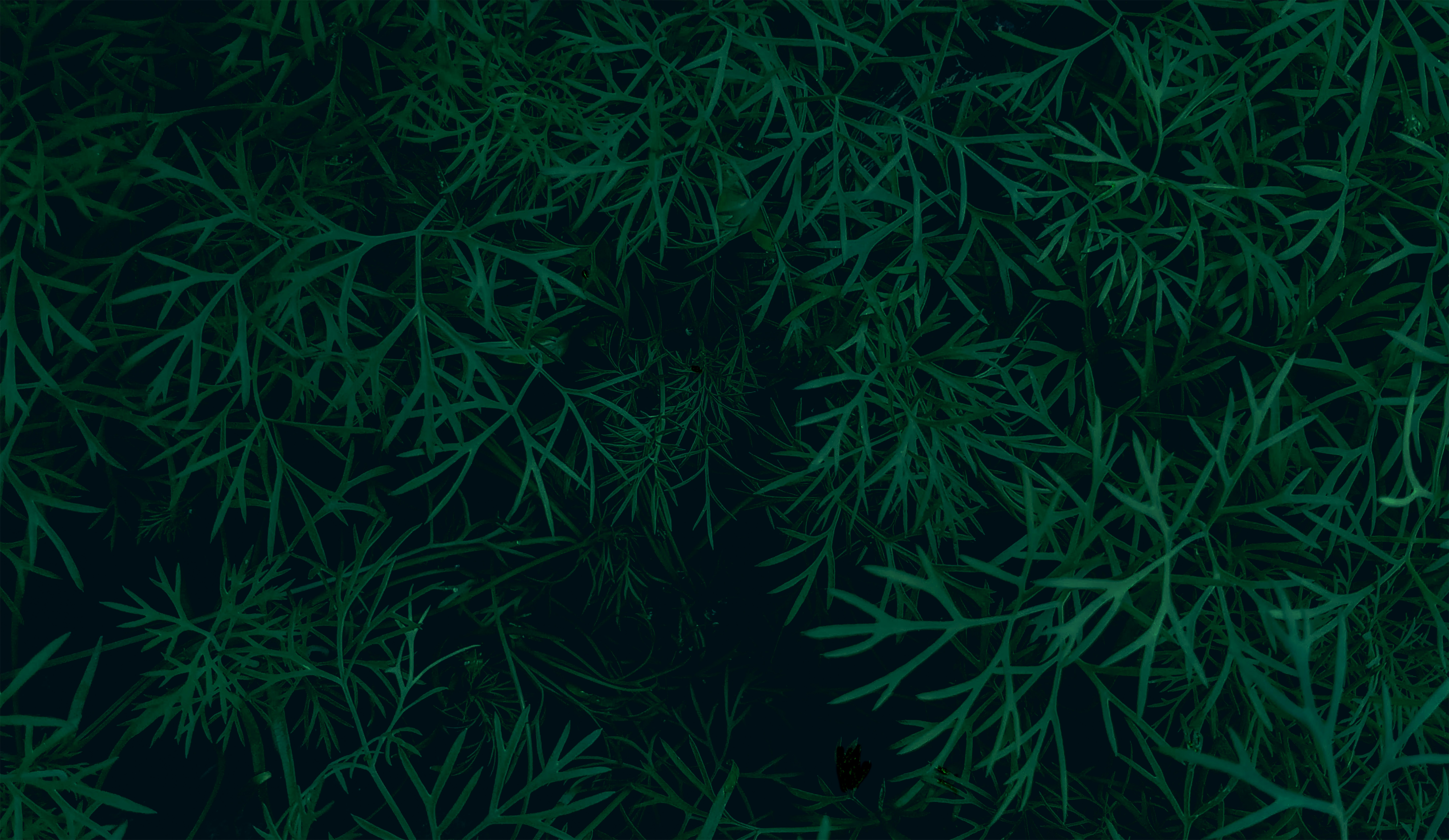 Photo by sagarray606