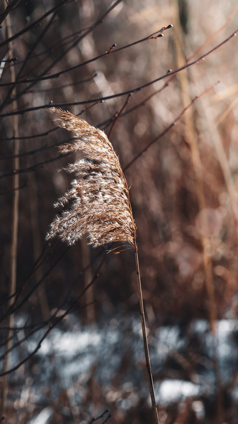 a close up of a plant in the snow