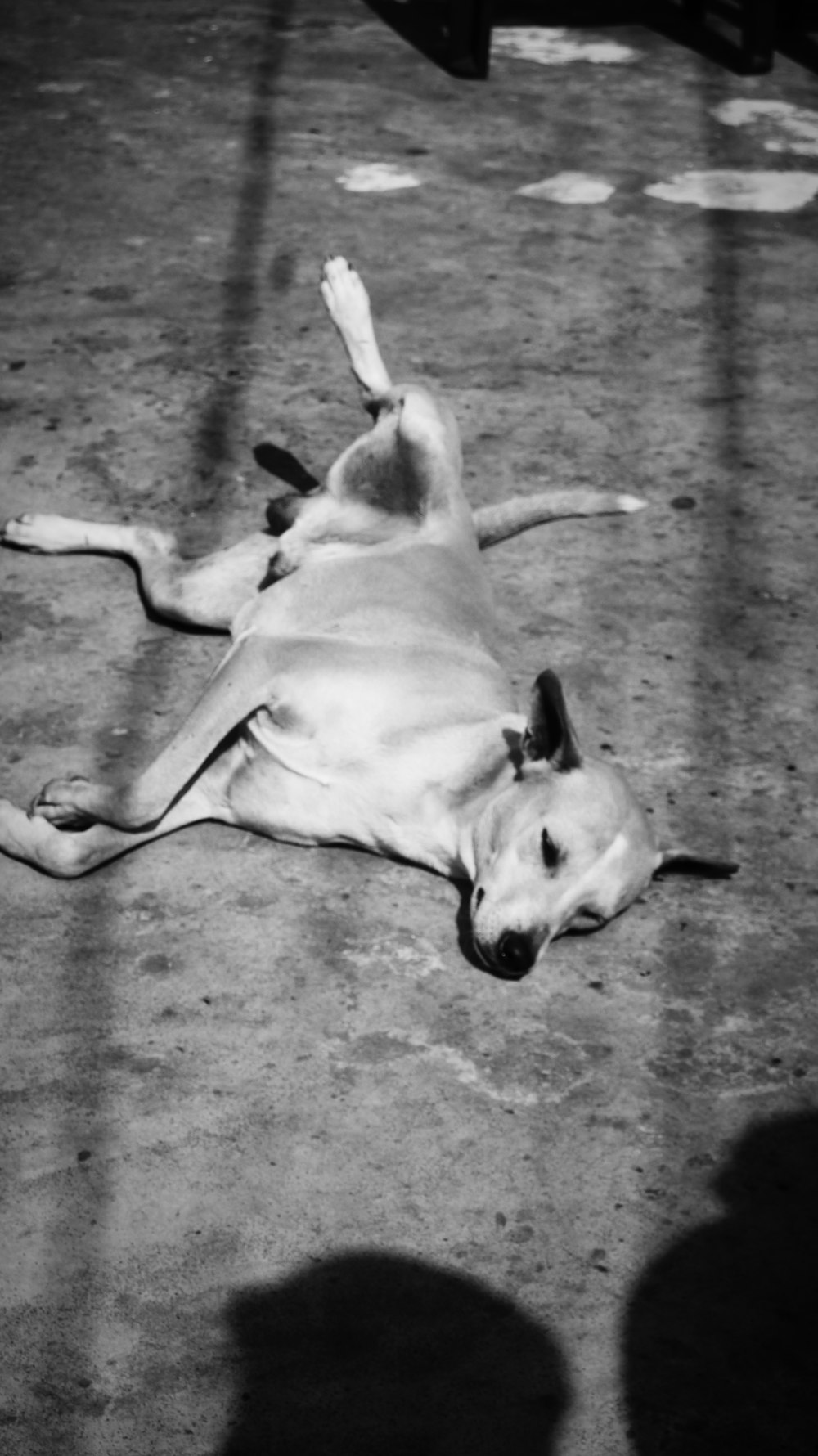 a dog laying on the ground in the sun