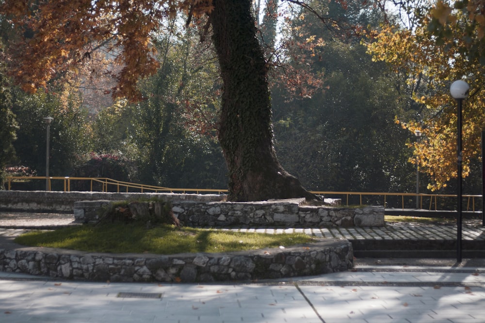 a park area with a tree and stone steps