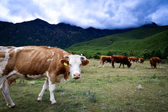 a brown and white cow standing on top of a grass covered field