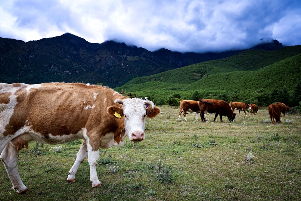 a brown and white cow standing on top of a grass covered field