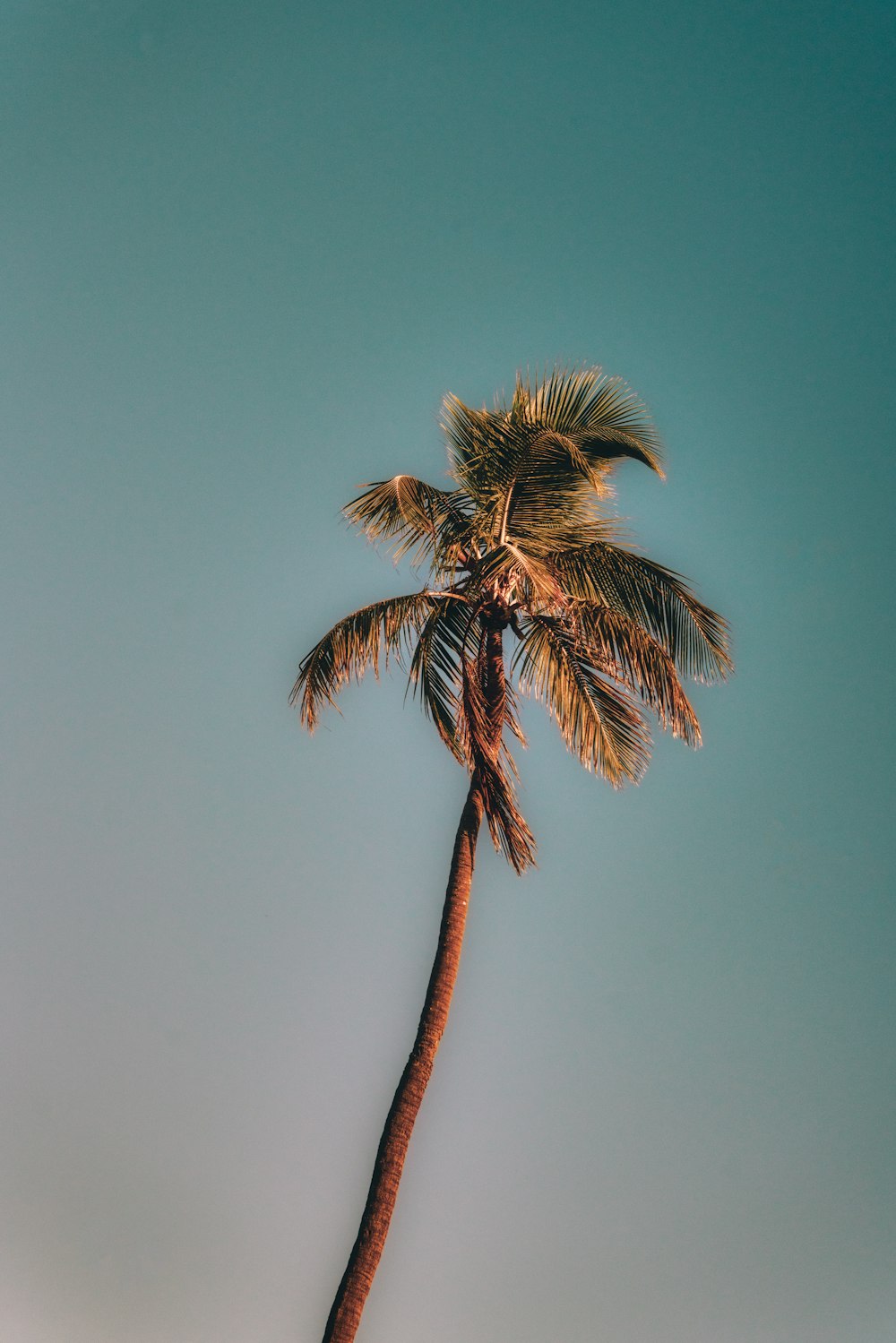 a palm tree with a blue sky in the background