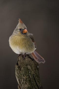 A small bird with a vibrant orange beak and a crest stands perched on a weathered wooden post. Its feathers are a mix of olive green, beige, and hints of red on the wings. The background is a muted brown, emphasizing the bird as the focal point.