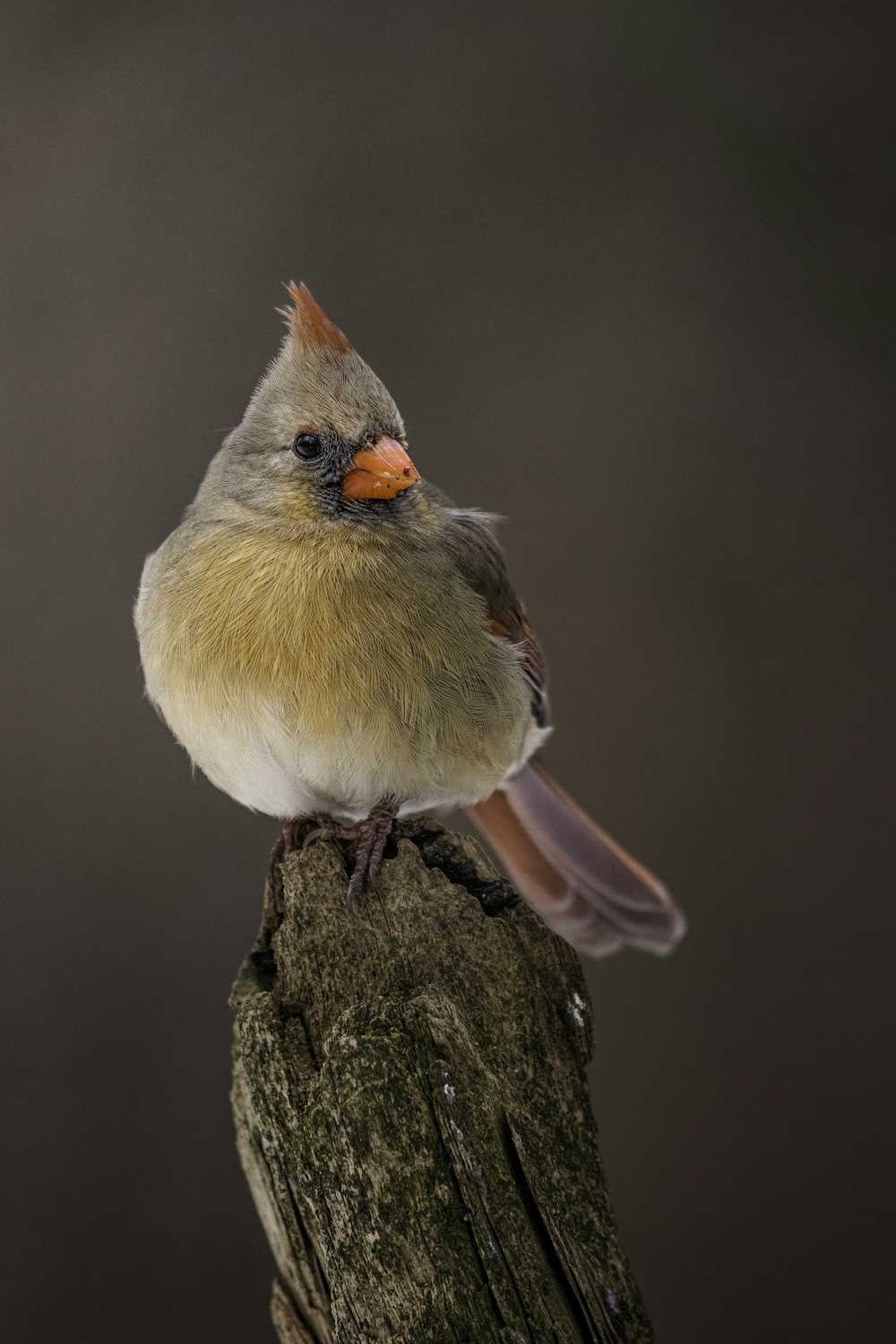 a small bird perched on top of a tree stump