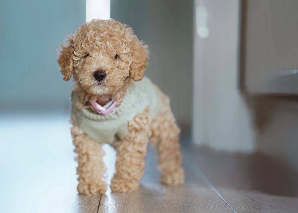 un piccolo cane marrone che indossa un maglione bianco