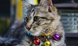 A playful tabby cat sporting a shimmering collar with tiny bell and jewel accents.