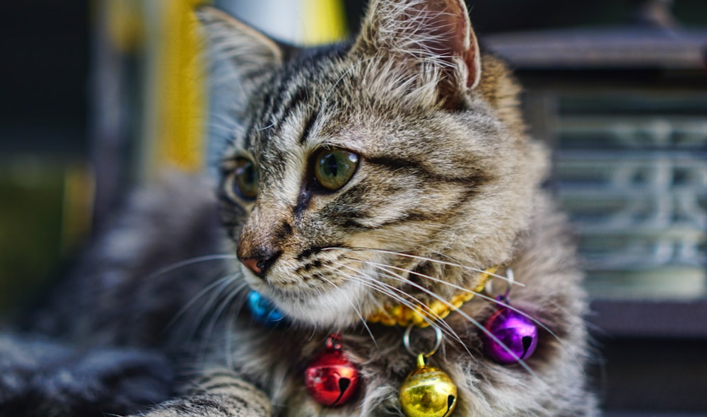 a cat with a multicolored collar and bells around it's neck