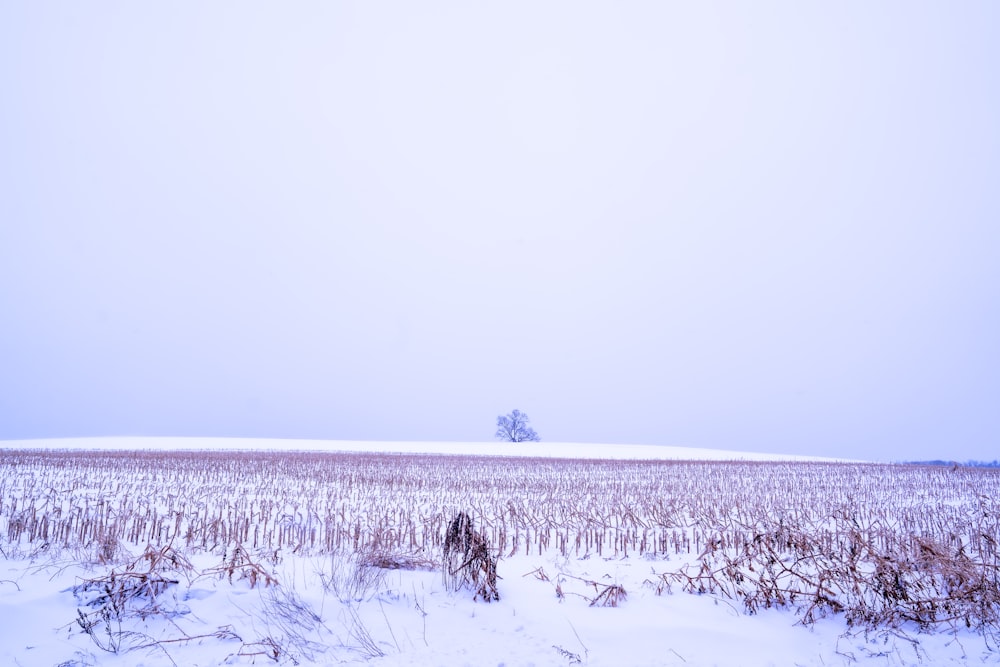 a snowy field with a lone tree in the distance