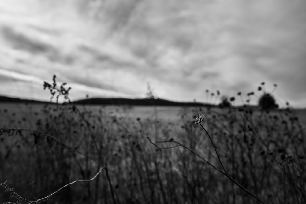 a black and white photo of a field