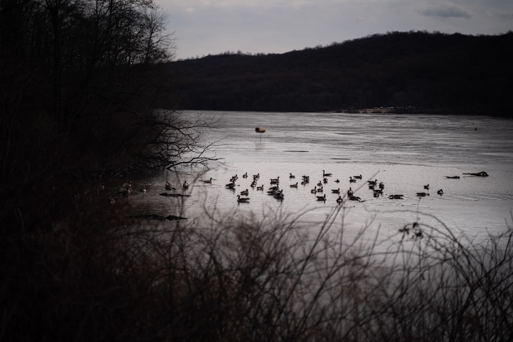 a bunch of birds that are standing in the water