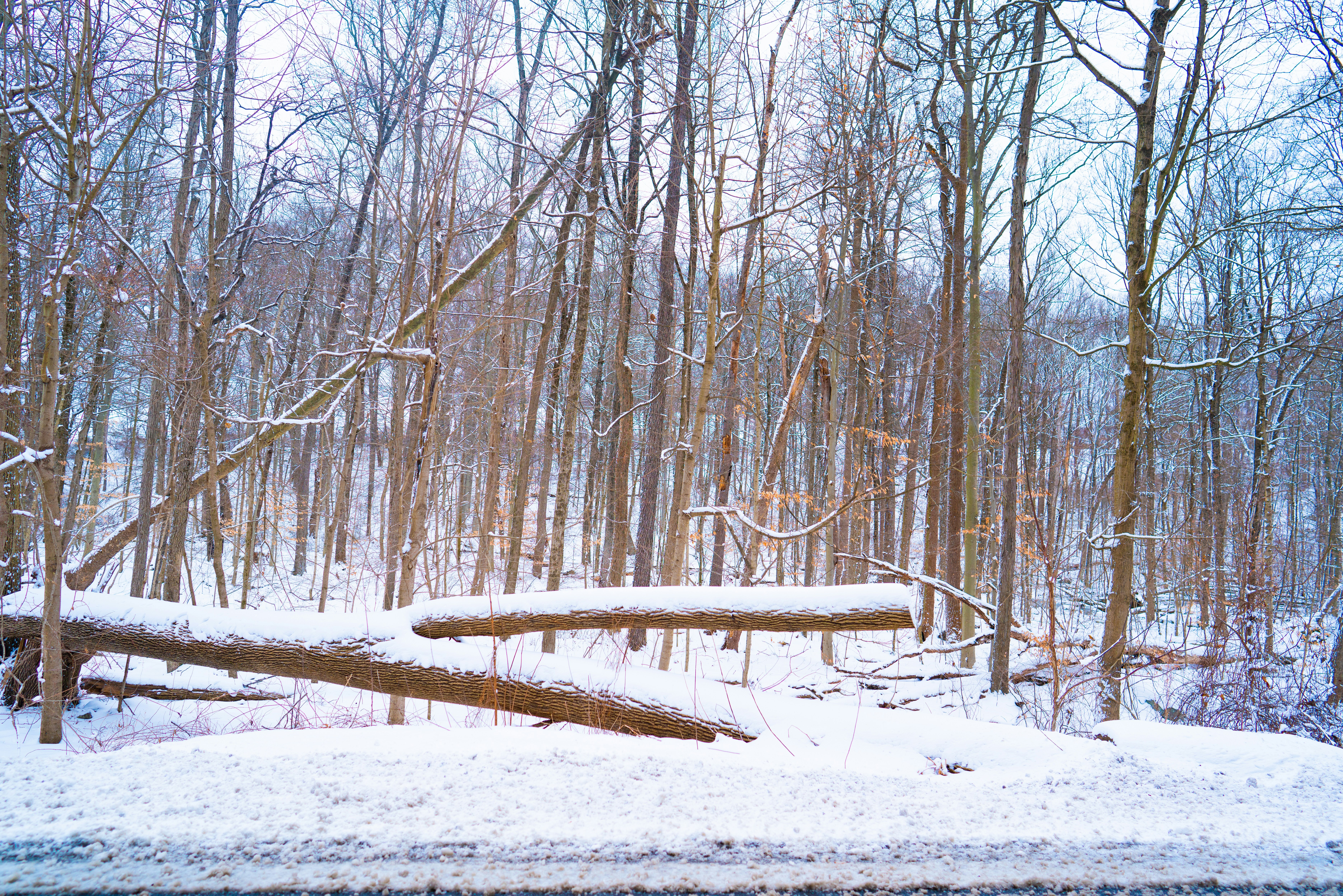 a snow covered forest filled with lots of trees