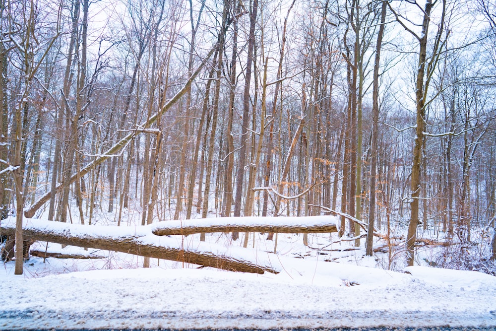 a snow covered forest filled with lots of trees