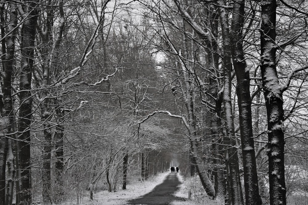 a black and white photo of a path in the woods