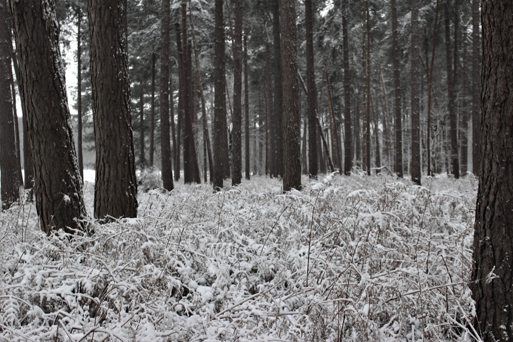 a forest filled with lots of trees covered in snow