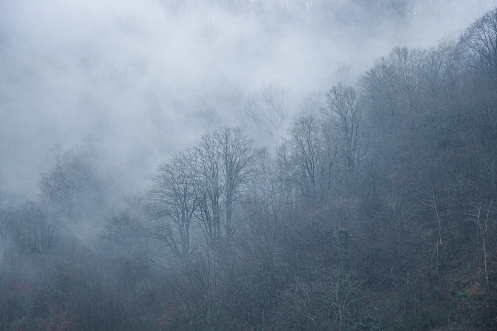 a foggy forest filled with lots of trees