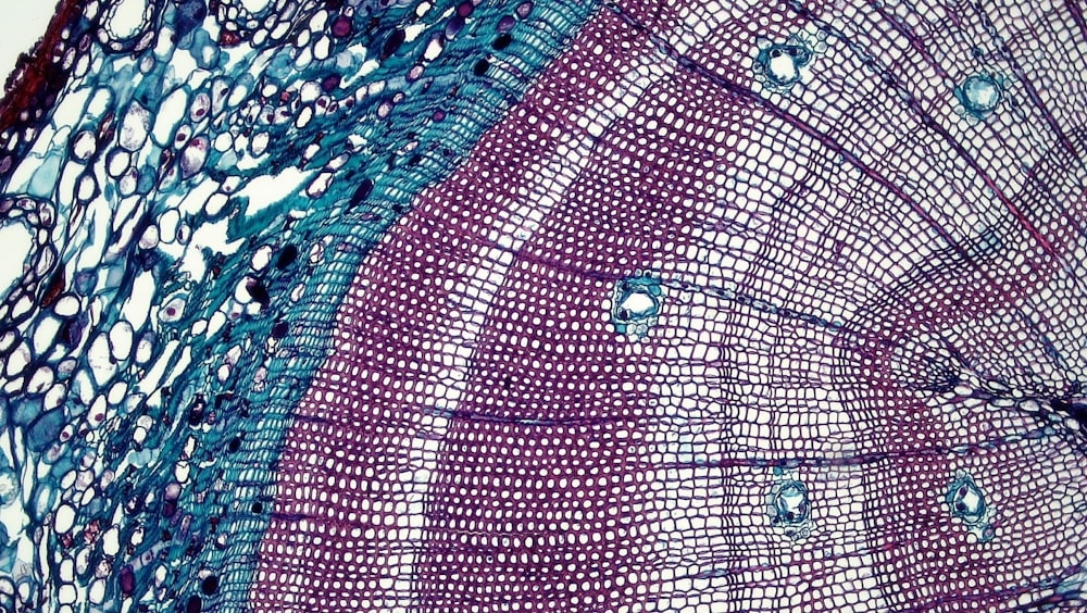a close up of a purple and blue umbrella